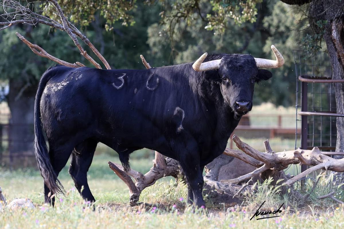 Otro de los toros de José Enrique Fraile para la Feria de Julio: 'Marqués', número 36.