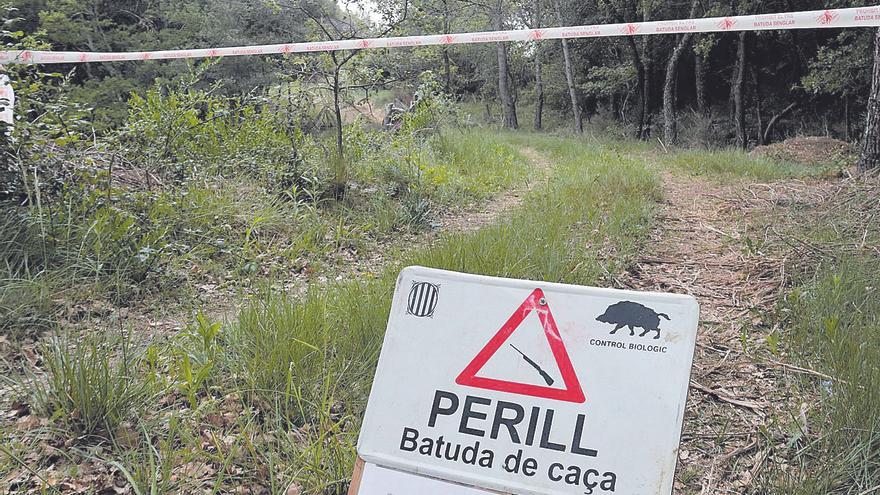 Capturen més de 200 senglars cada any  a l’entorn de Girona amb batudes i gàbies