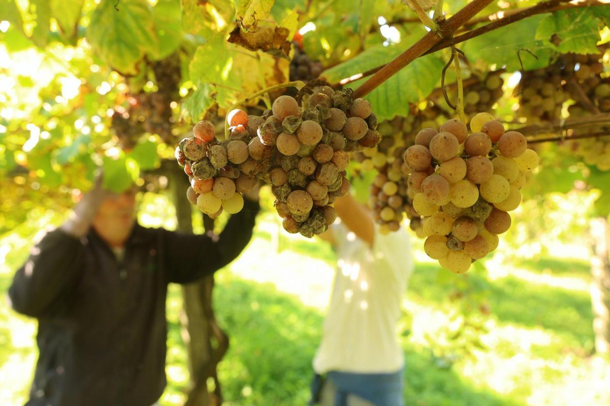 Racimos afectados por la botritis noble.