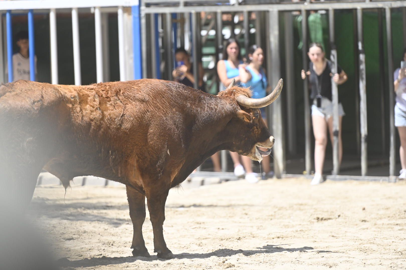 El ‘bou’ toma protagonismo mañana, tarde y noche en el Grau en fiestas