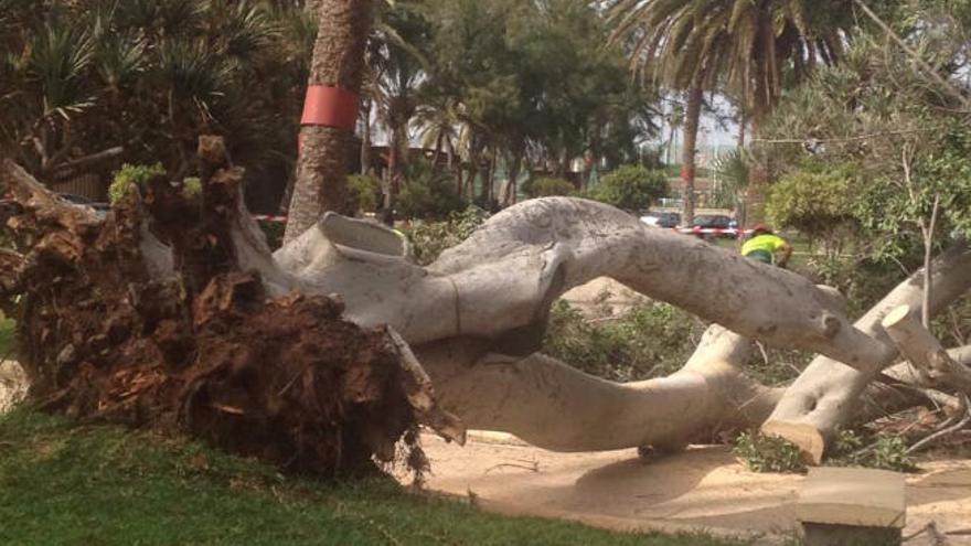 Un ficus cae en el parque Doramas