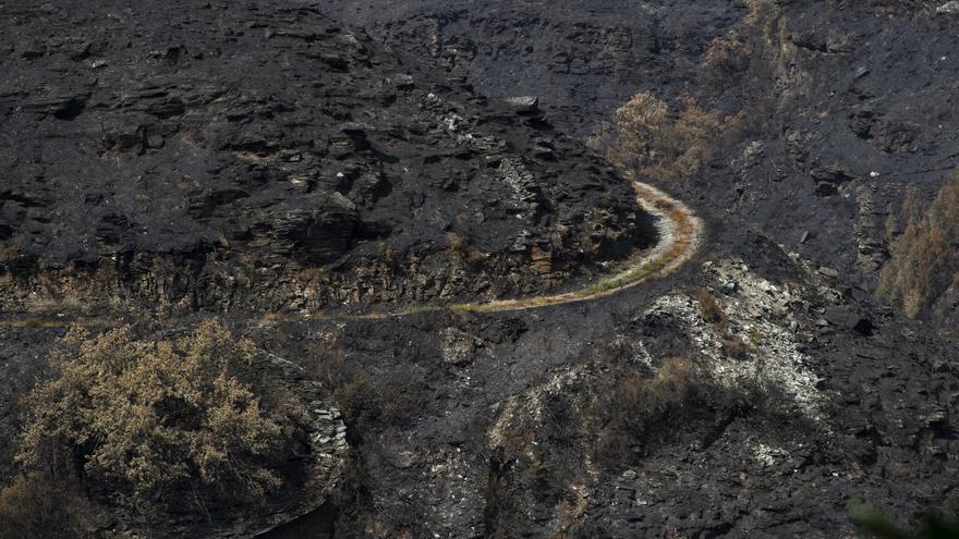 Denuncian la caza de un corzo en la Sierra de la Culebra tras los incendios.