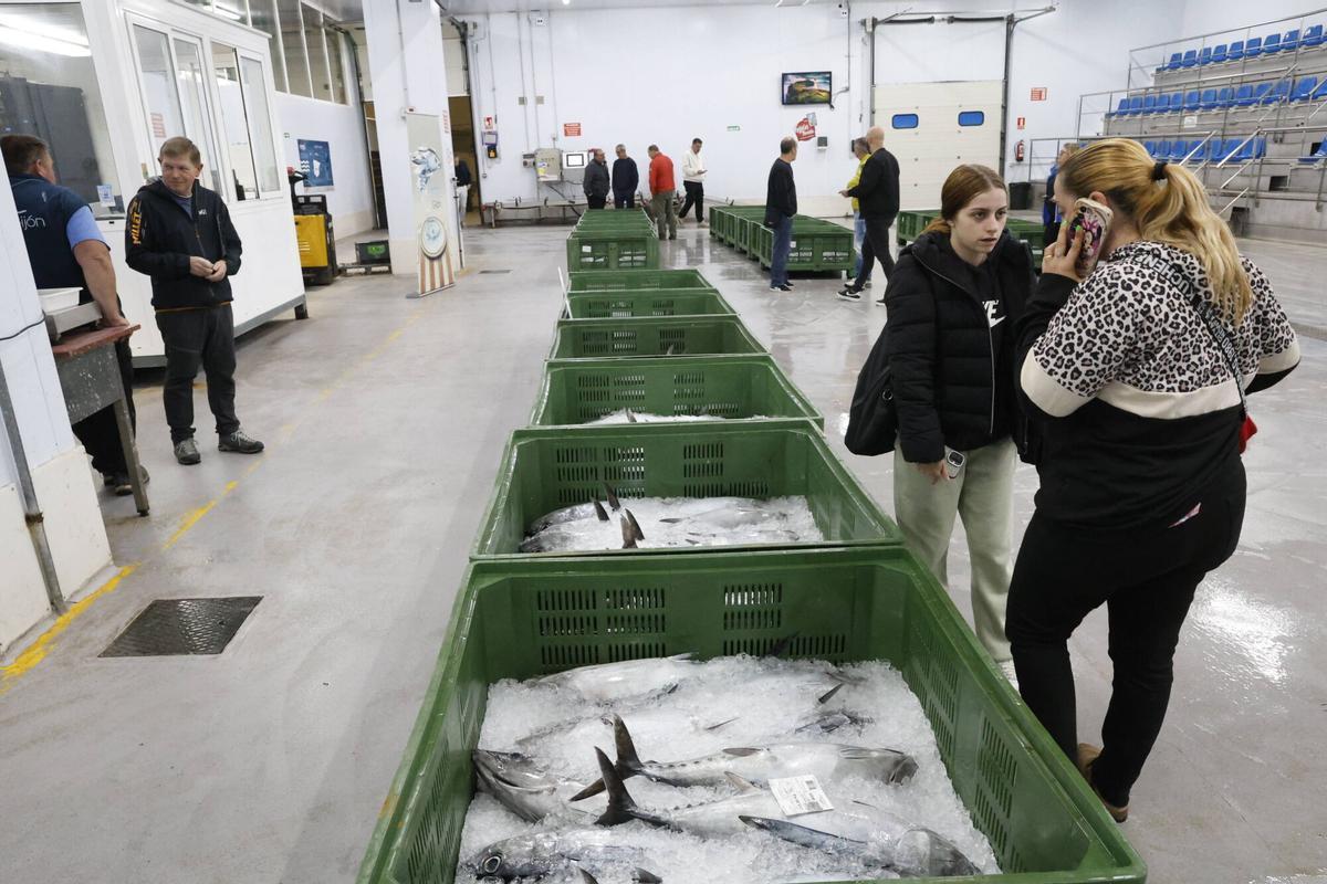 EN IMÁGENES: El primer bonito de la temporada ya está en Gijón: 2.217 kilos de "pescado del Cantábrico y de gran calidad"