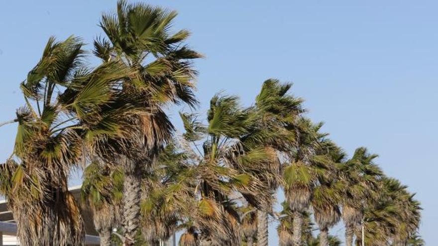 Foto de archivo de unas palmeas azotadas por fuertes rachas de viento en la ciudad de Valencia