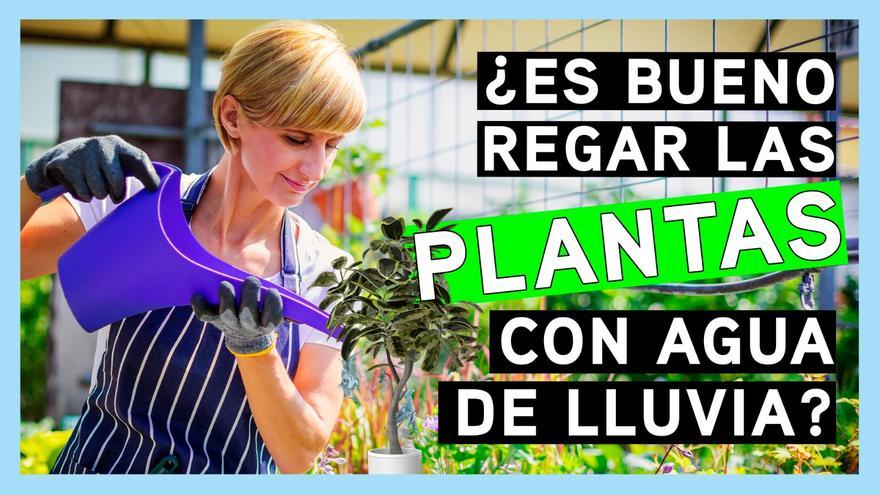 ¿Es bueno regar las plantas con agua de lluvia?