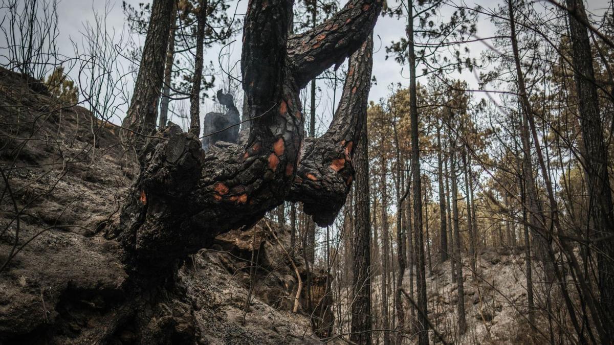 Pinar canario afectado por el incendio en el norte de Tenerife.