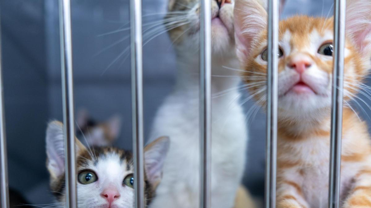 Gats a la Protectora d’Animals de Manresa Aixopluc