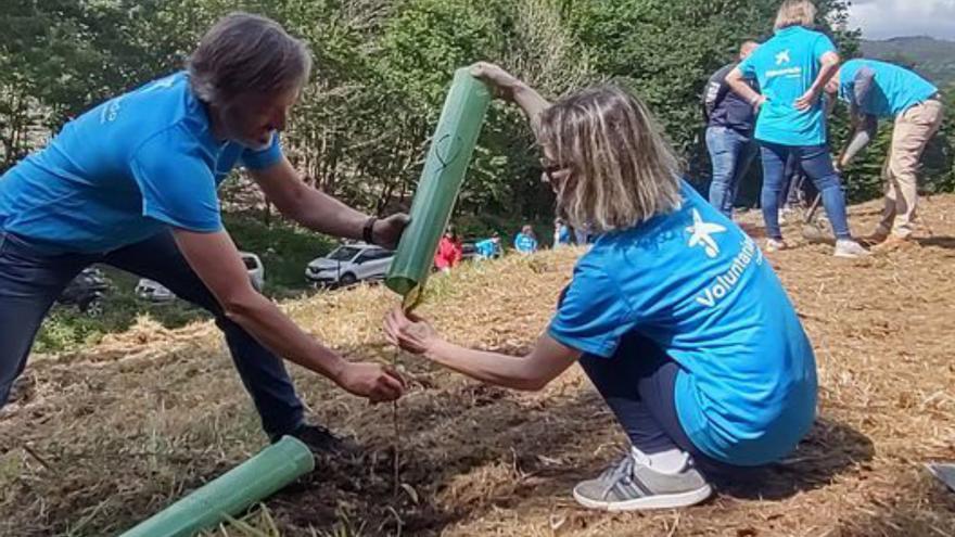 Voluntarios, en la replantación. | // FDV