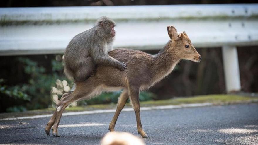 El extraño encuentro sexual entre un macaco y una cierva