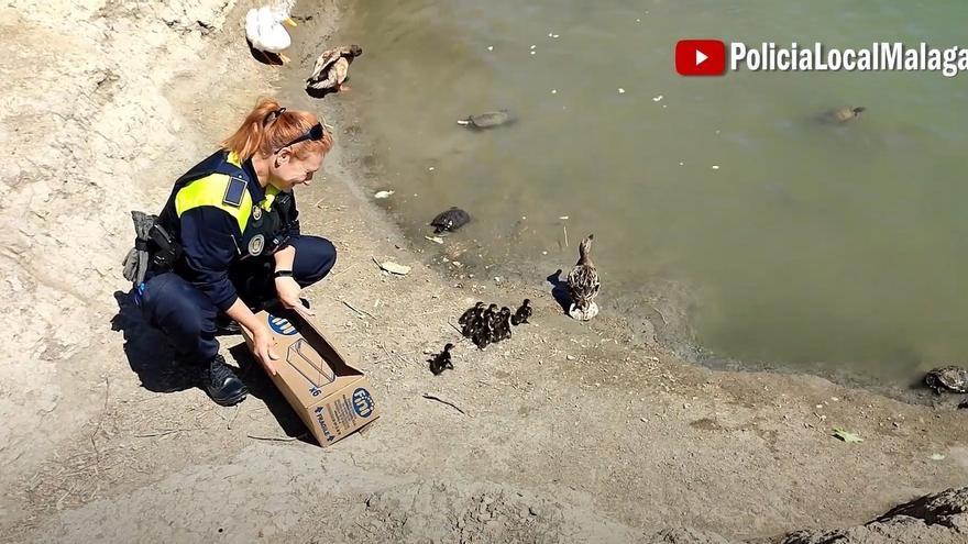 La Policía Local recoge a una pata y sus crías en una carretera y los devuelve a su hábitat natural