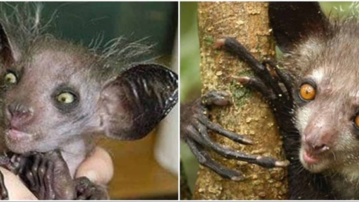 Animales Raros Del Mundo Captan En China A Panda Gigante Marrón, Uno