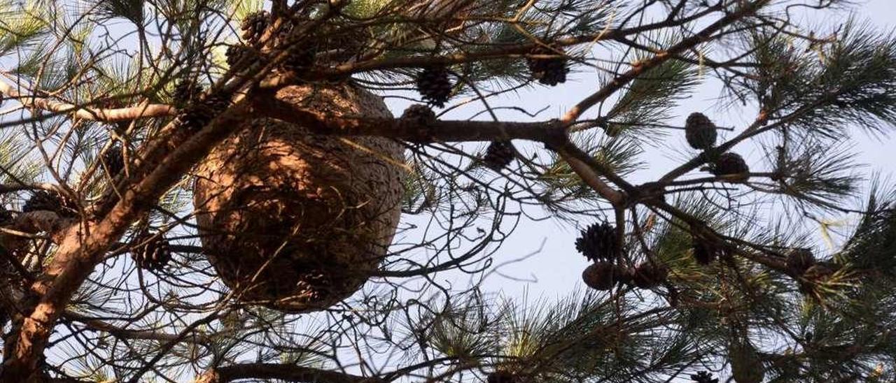 Un nido de avispa velutina localizado en la comarca de O Salnés. // Noé Parga