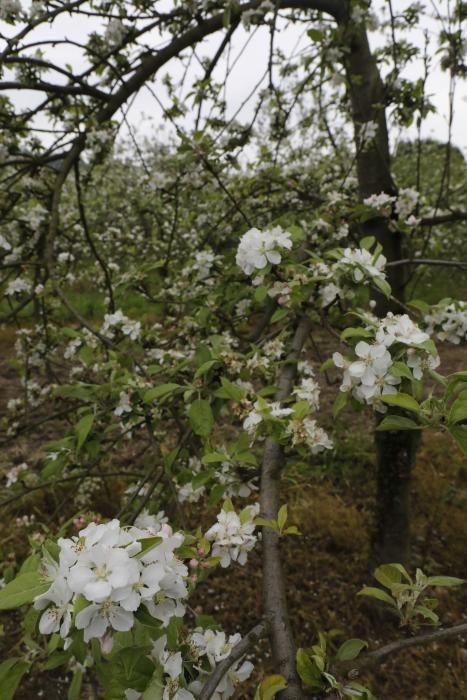 Manzanos en flor en Serín