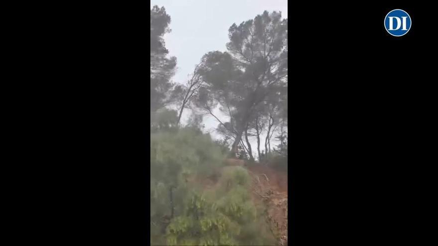 Dos pinos caen por fuertes vientos en Ibiza en sa Caleta.
