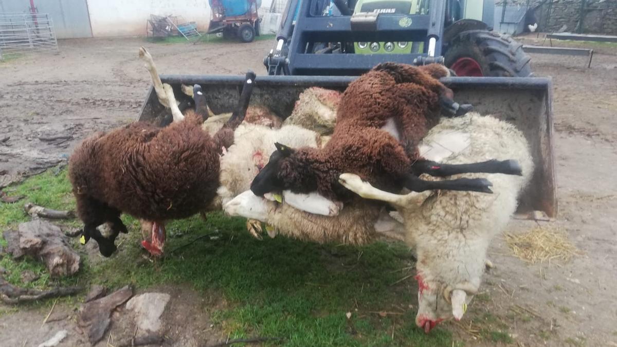 Animales muertos en la lobada de Viñuela de Sayago