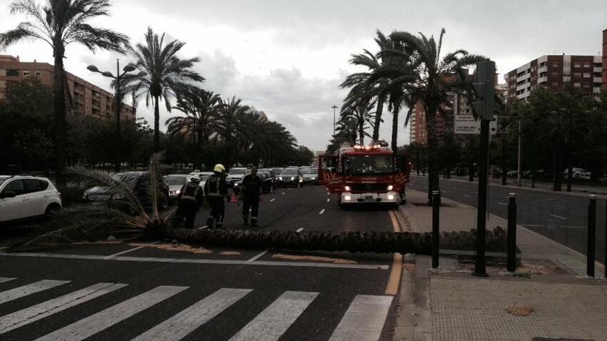 Palmera caída en el Bulevar Sur de Valencia.