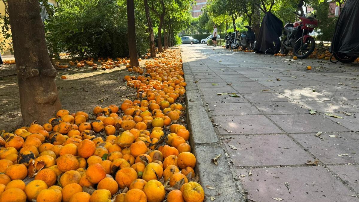 Naranjas caídas junto a las aceras en una calle de la zona de Levante, en Córdoba.