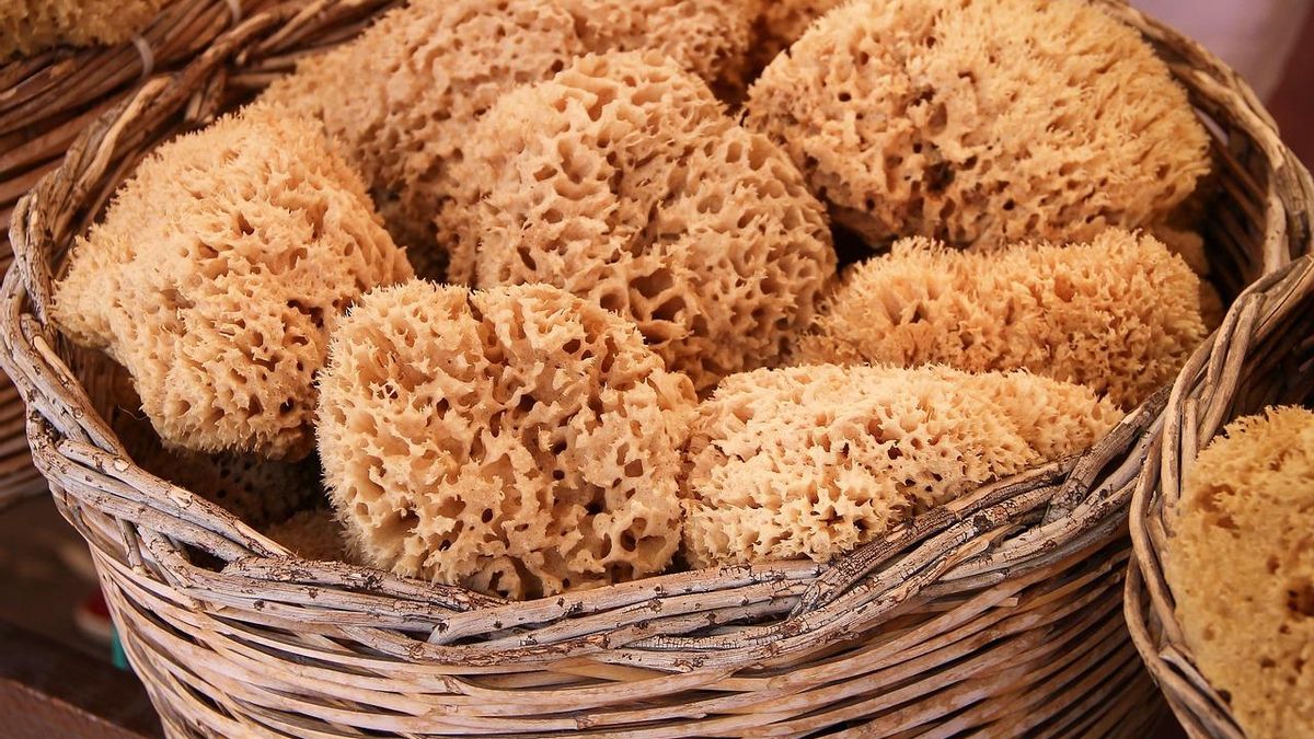 Diverses esponges en una imatge.