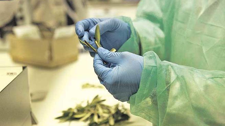 Muestras de hojas de almendros con síntomas de Xylella.