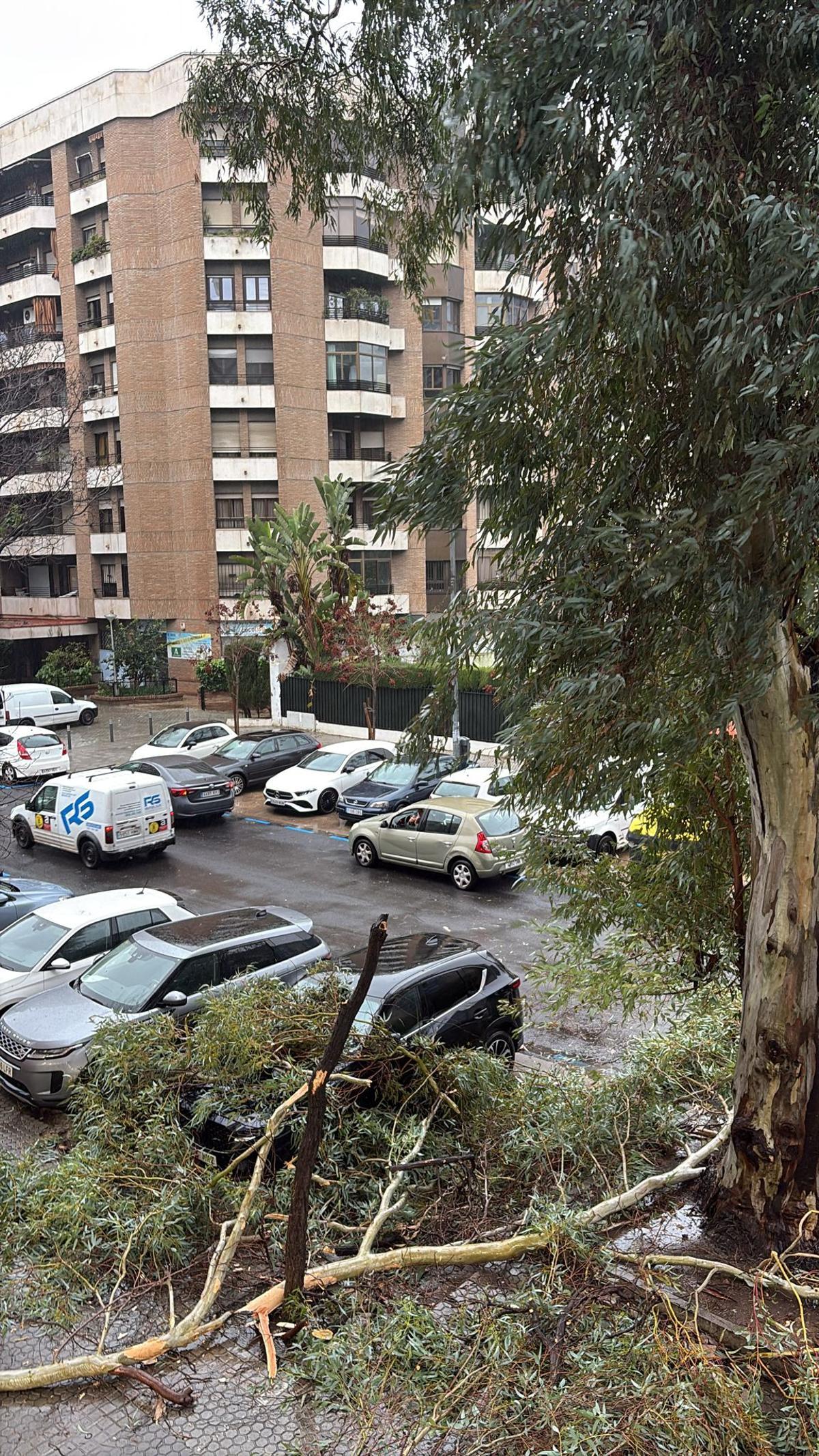 La Palmera y Enramadilla.