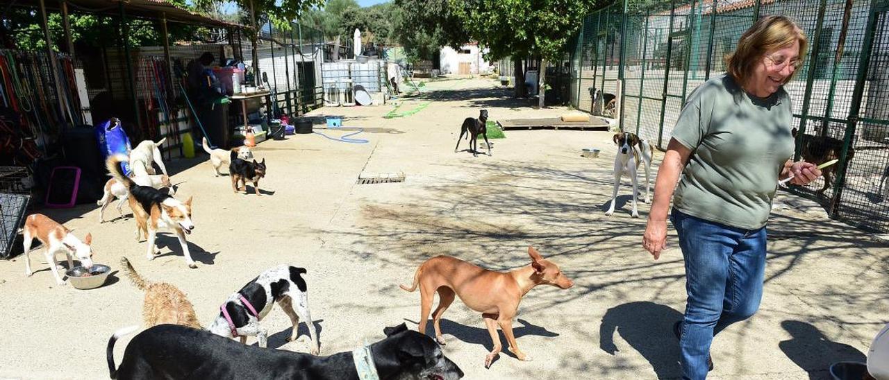 Salud Mateos, en el refugio de Plasencia, rodeada de perros.