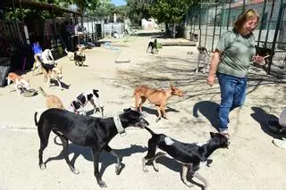 El refugio de perros de Plasencia no admite más animales, al estar saturado