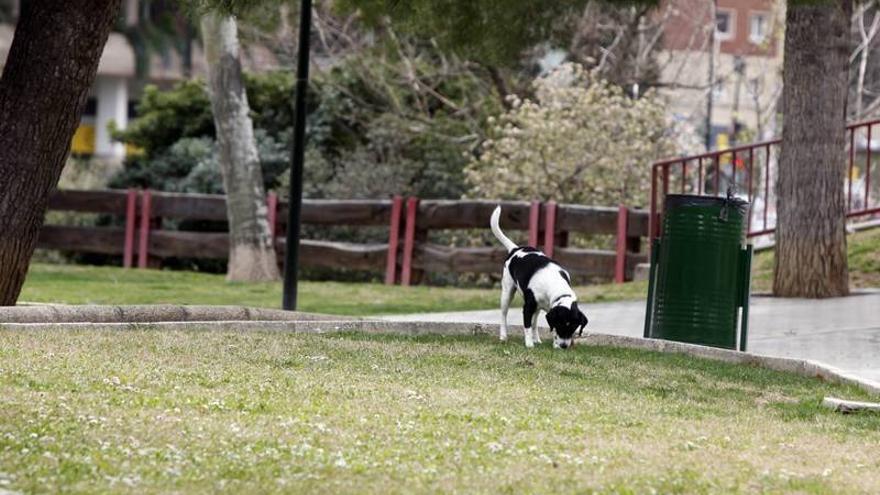 Los veterinarios piden tranquilidad ante la alerta de intoxicaciones