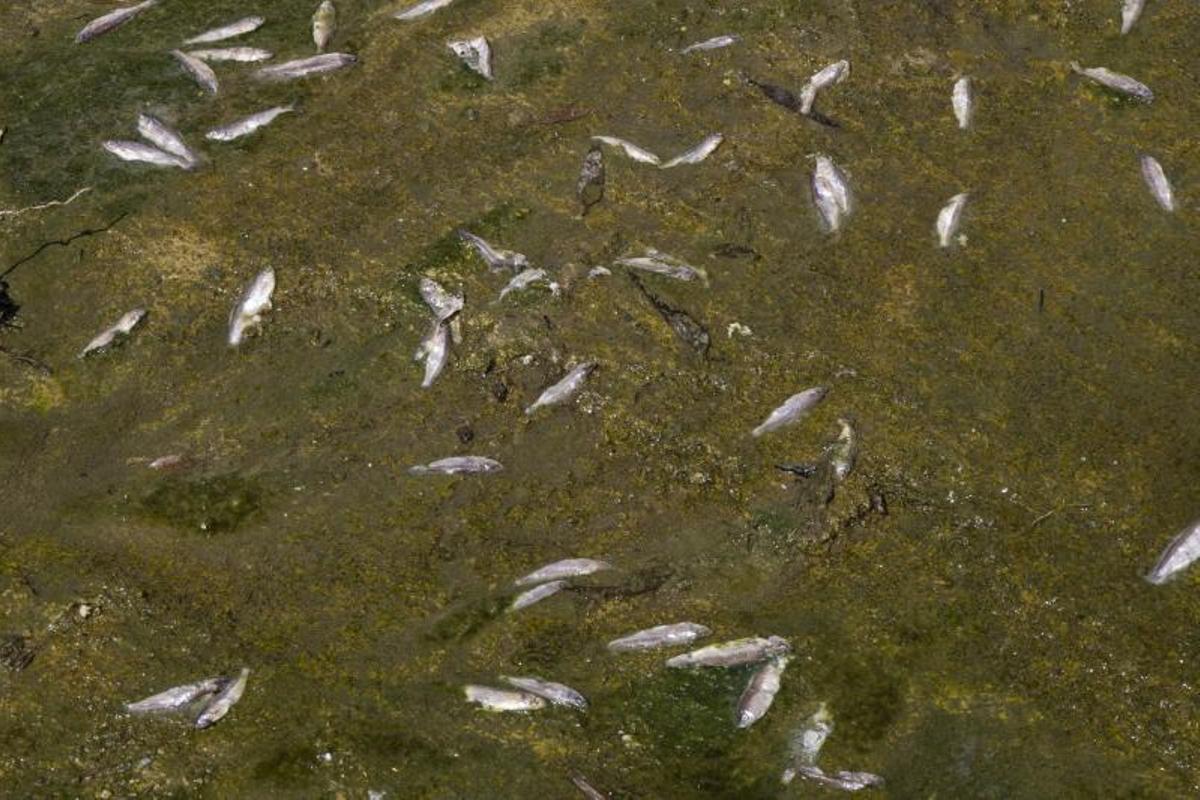 Peces muertos al quedarse el cauce del río sin agua.