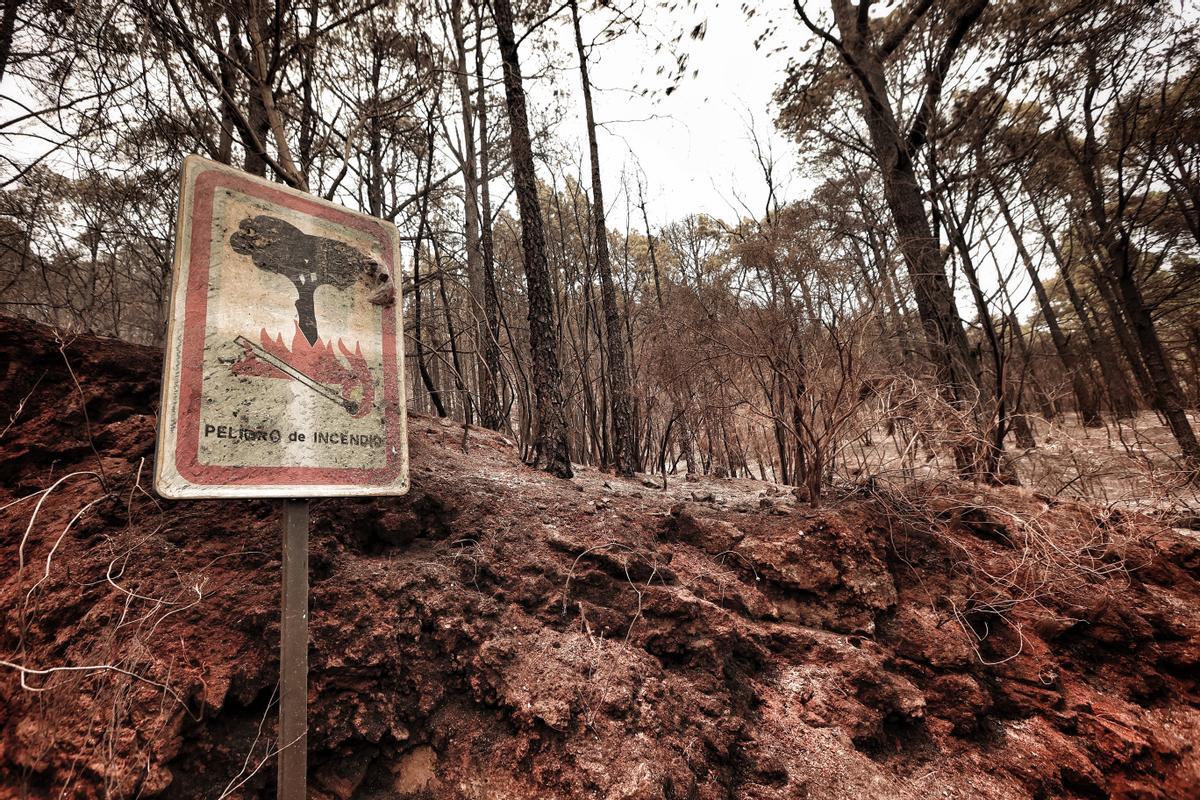 Incendio Tenerife El Incendio De Tenerife Se Adentra En El Parque Nacional Del Teide 1314