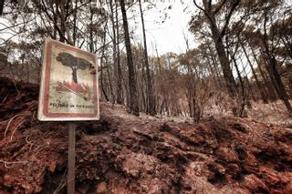 El fuego en Tenerife arrasa 10.000 hectáreas y podría estabilizarse en su punto de origen