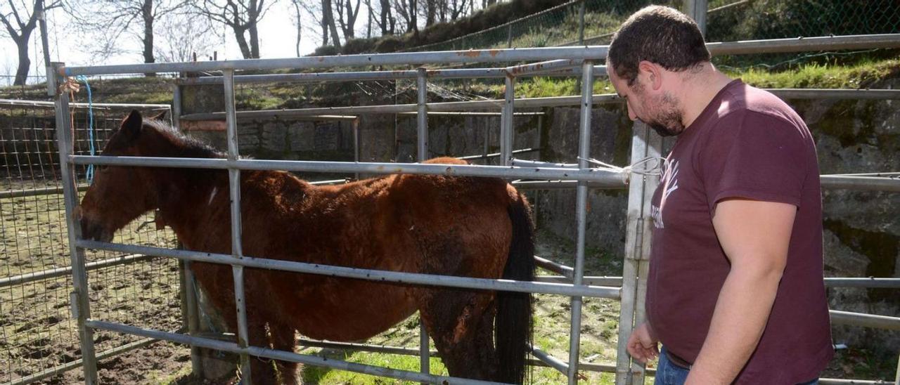 Esteban Outeda, en febrero pasado, junto a un caballo herido por el lobo en una pata. |   // NOÉ PARGA