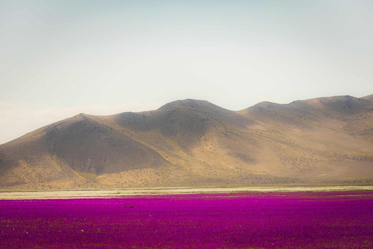 Las flores colorean el desierto de Atacama, en Chile