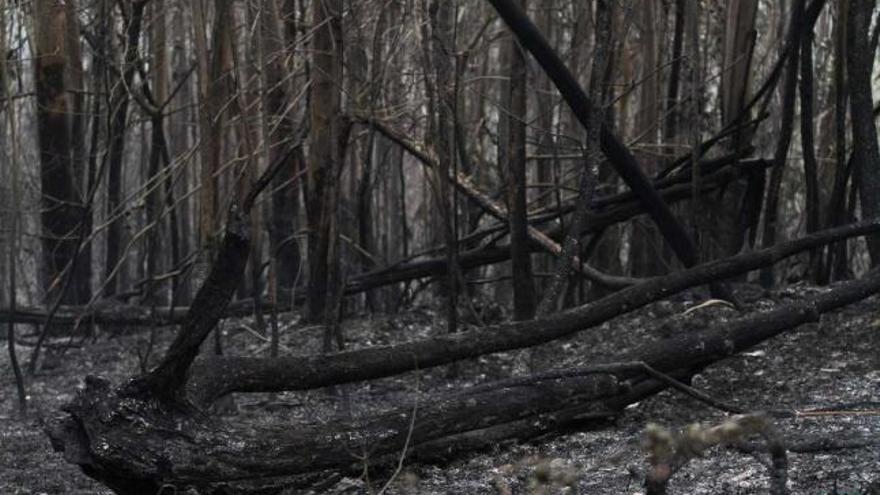 Una de las zonas calcinadas por el incendio que el último fin de semana de marzo se declaró en las Fragas do Eume. / reuteres