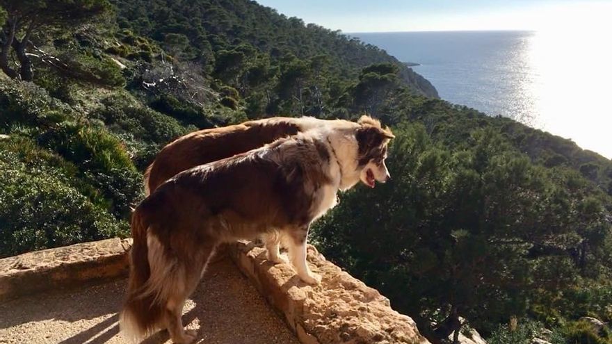 Mallorca mit Hund – Diese Spazierwege machen Zwei- und Vierbeinern jetzt Freude