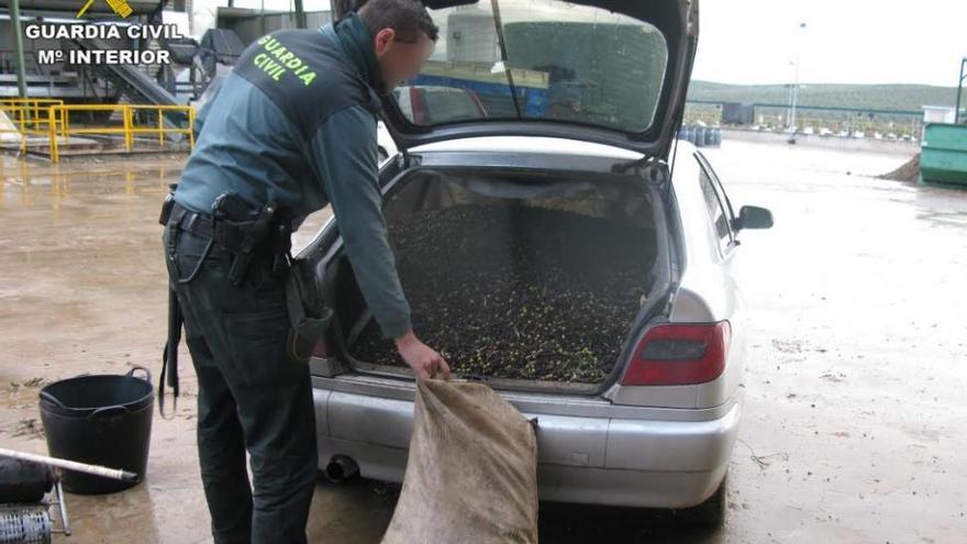 Detenido un vecino de La Rambla por el robo de más de 27.000 kilos de aceituna