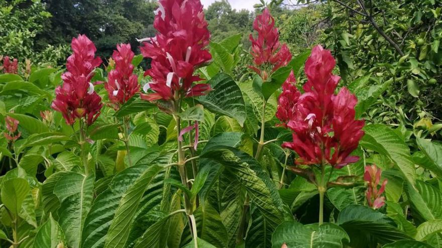 El manto rojo, planta del mes en la Concepción