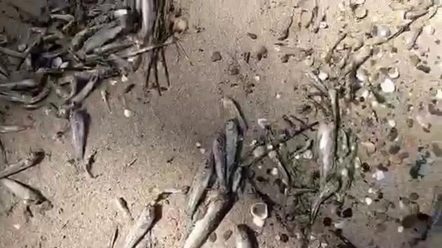 Cientos de peces muertos a orillas del Mar Menor en Islas Menores