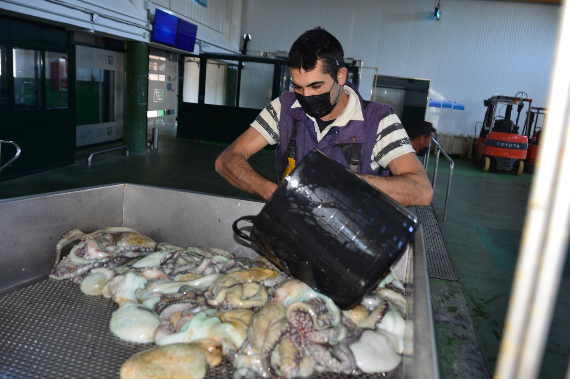 Un marinero de Bueu descarga ayer sus capturas de pulpo en la máquina clasificadora de la lonja.