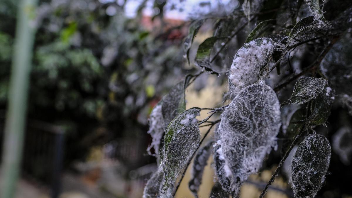 Hojas de un árbol de la ciudad afectadas por la mosca blanca