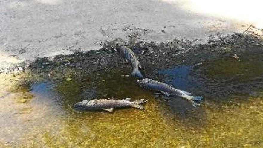 Una trentena de peixos morts a l&#039;Onyar