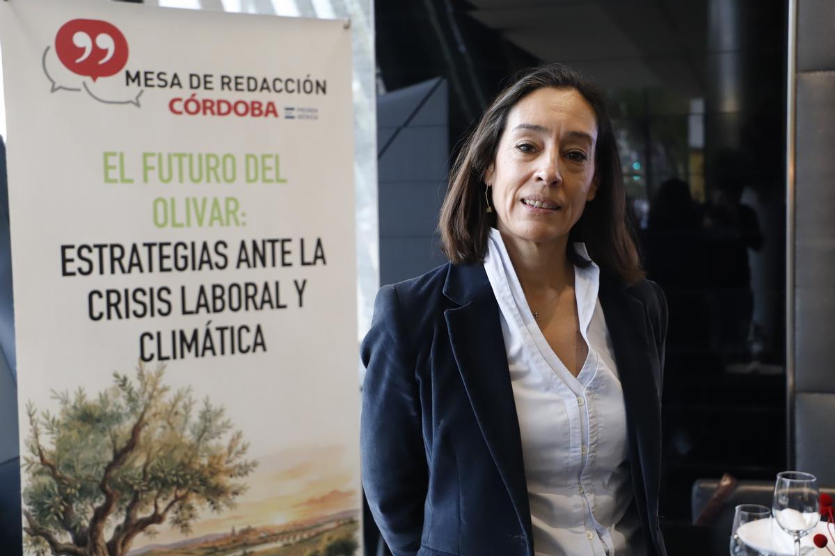 Radiografía del sector oleícola en Córdoba, en imágenes