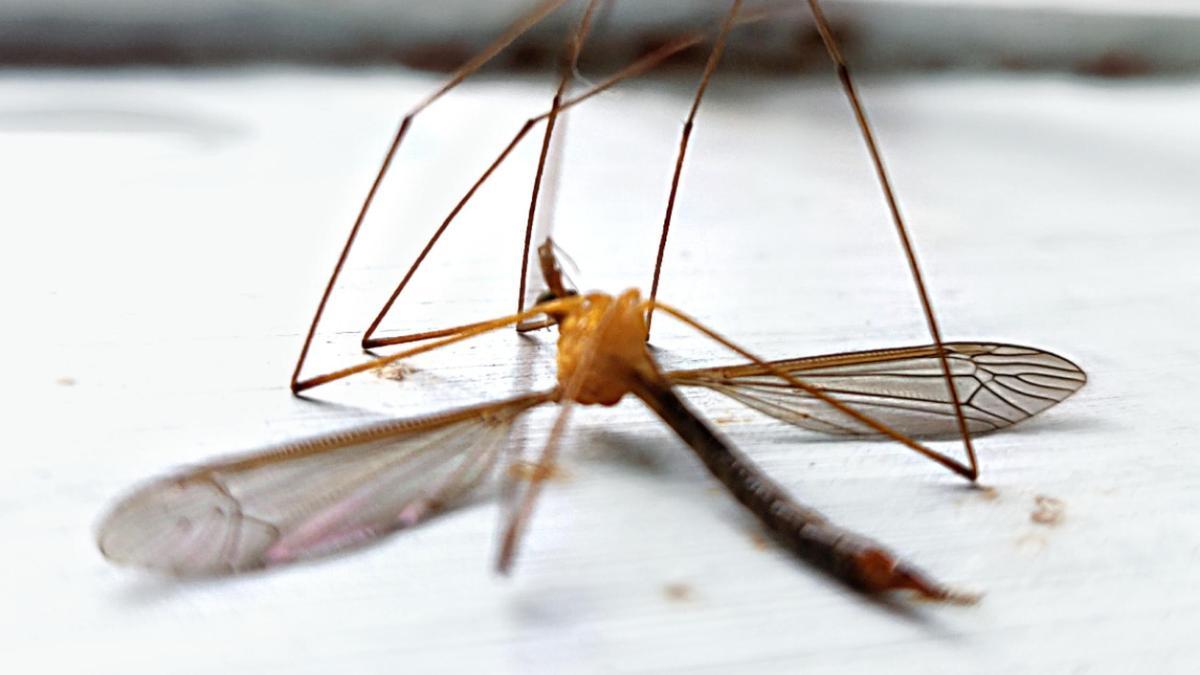 MOSQUITOS: El truco viral y casero para fulminar a los mosquitos que  triunfa en Twitter