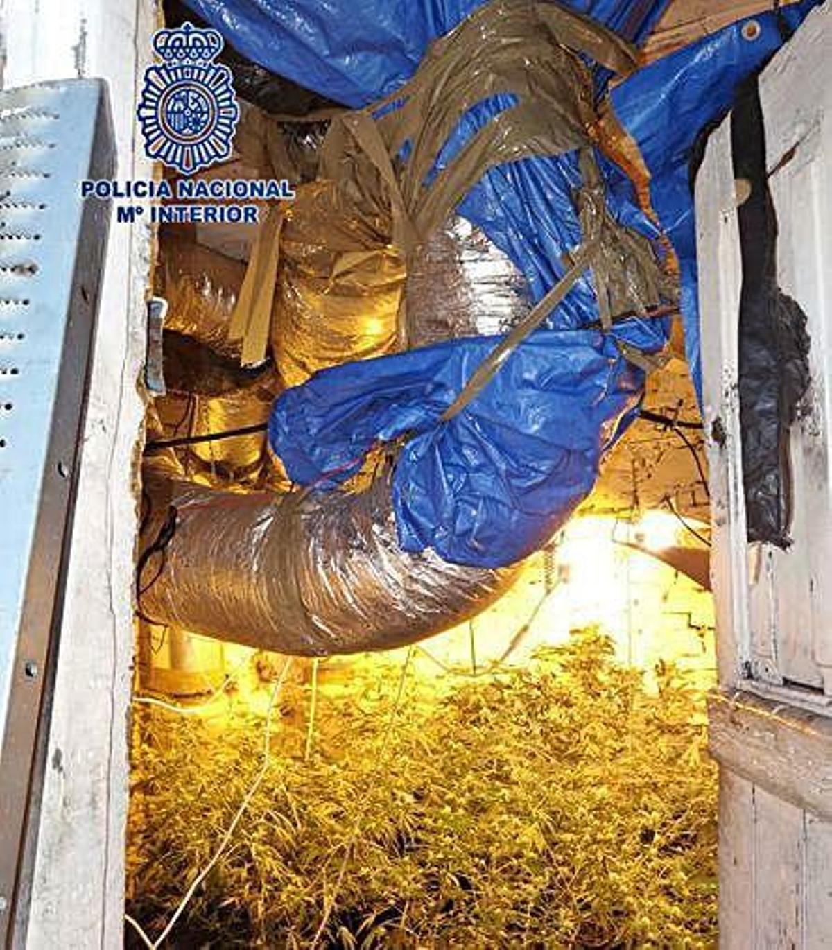 Desmantelan un cultivo de marihuana, con 250 plantas, en el interior de una casa de Tremañes