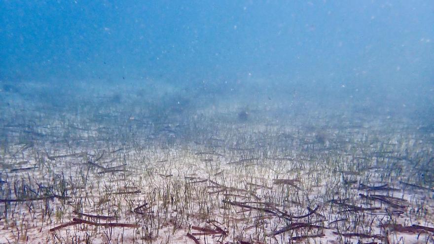Arrels Marines denuncia la falta de estudio ambiental en el proyecto de fondeos de Formentor