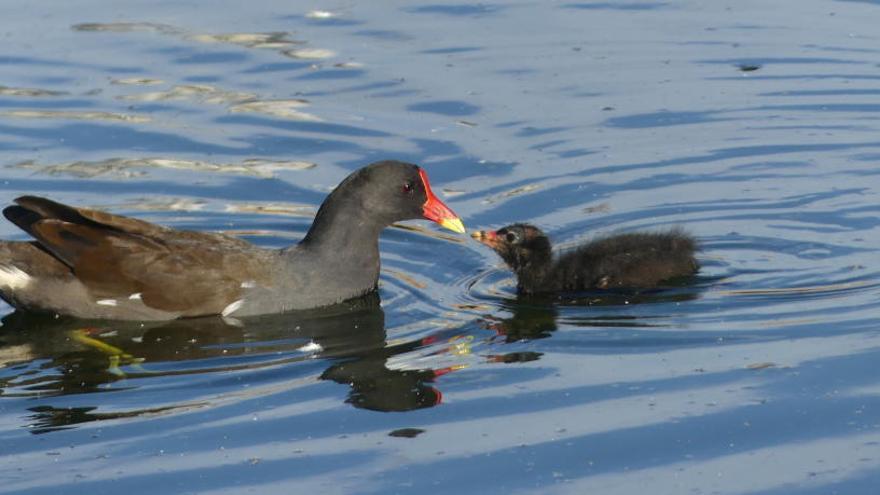 Ocells de pas a l&#039;Albufereta  de l&#039;Oceanogràfic