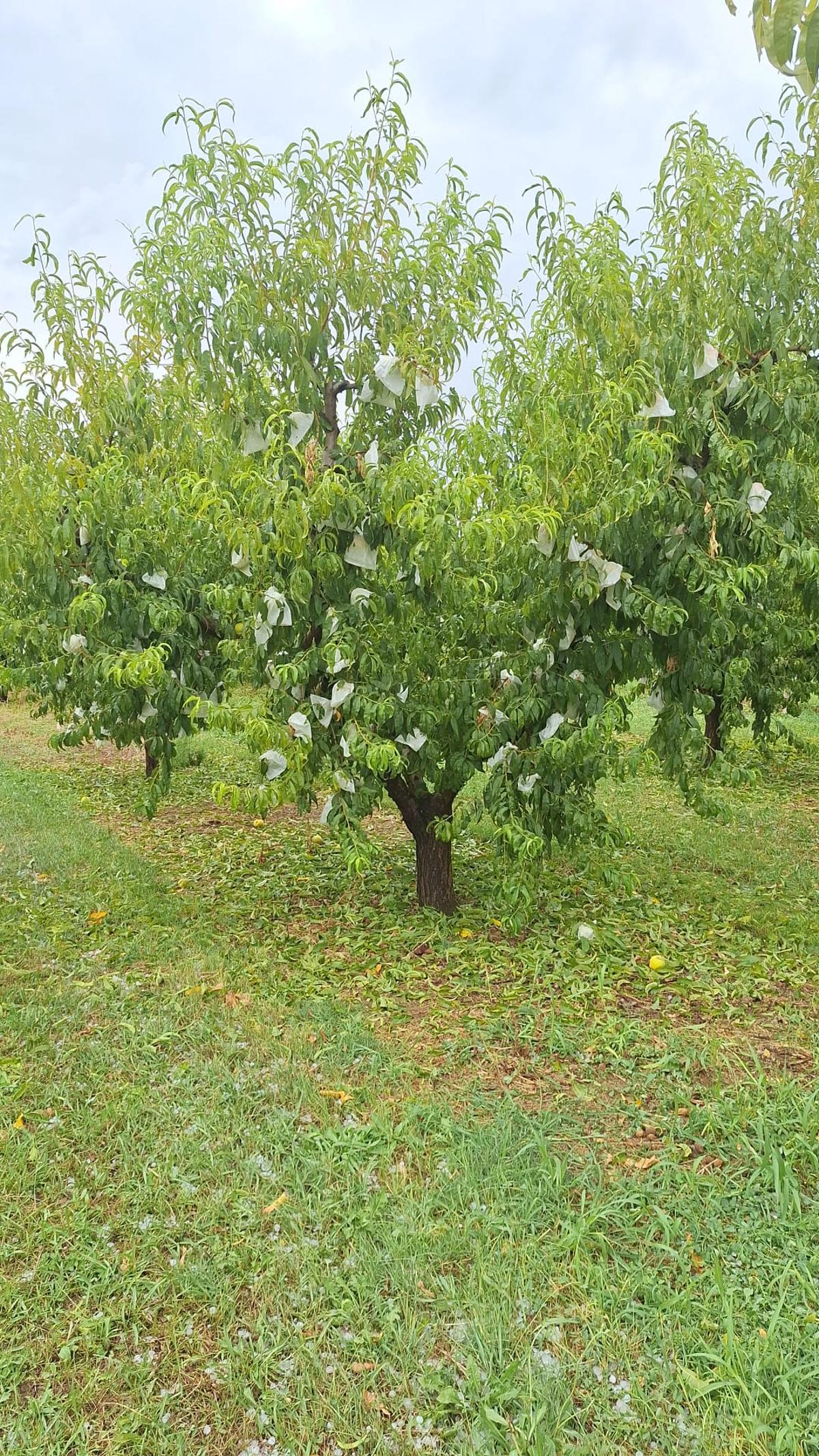 Afecciones sobre un campo de melocotoneros, este lunes por la tarde.
