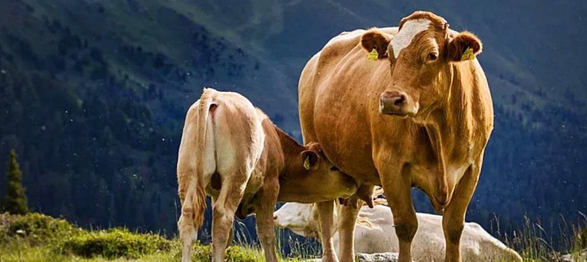 Si mi madre fuera una vaca