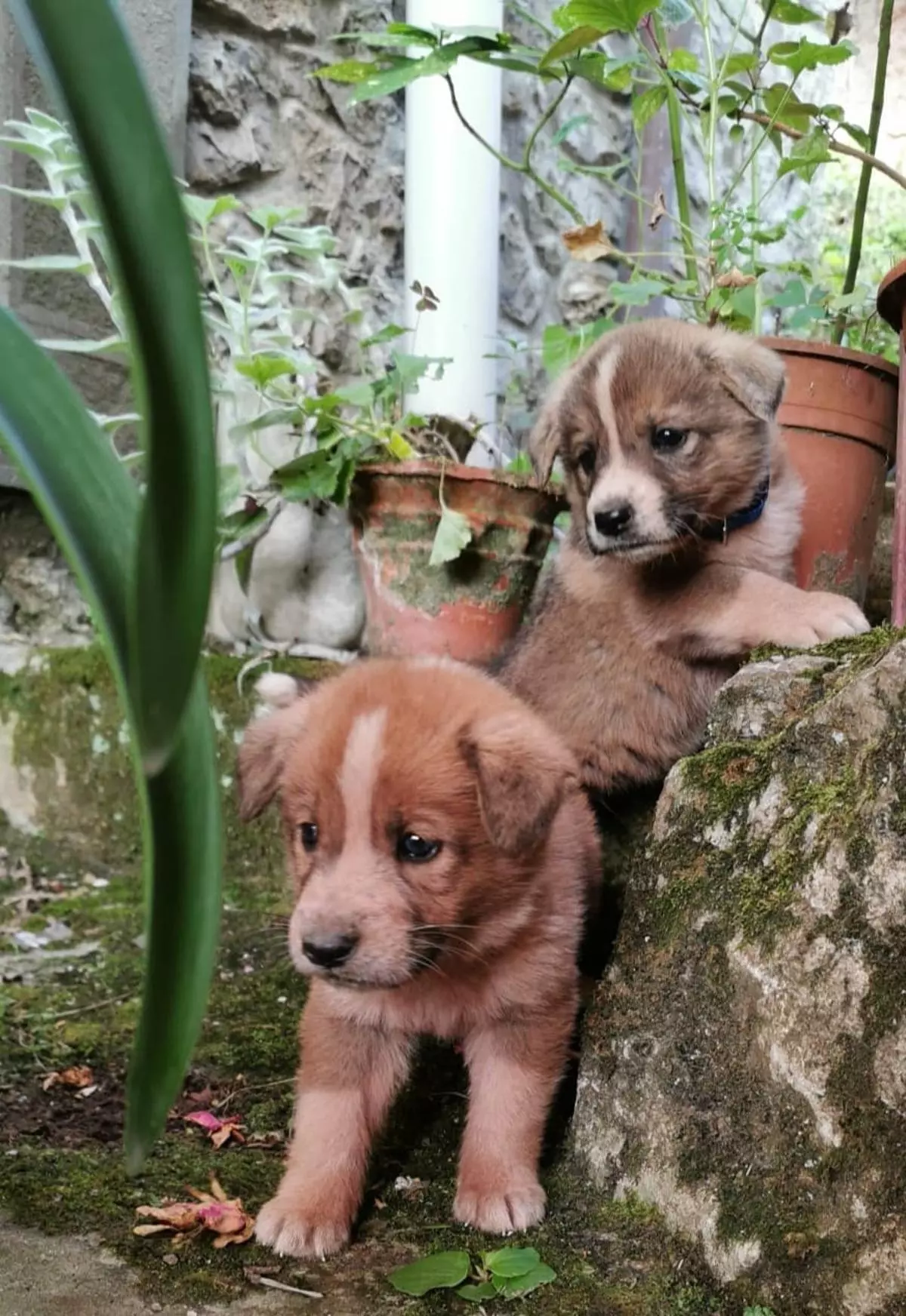 La triste historia de dos cachorros abandonados en un contenedor de basura en Salas: "Un animal no es un juguete"