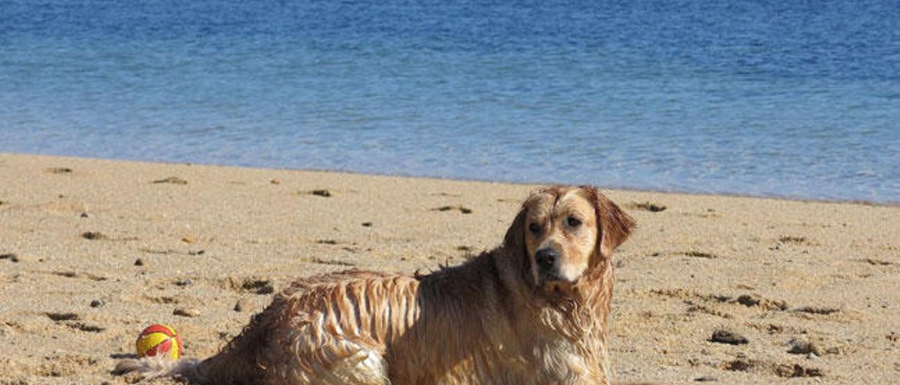 La playa de Massó es la que se valora como posible ubicación // Marta G. Brea