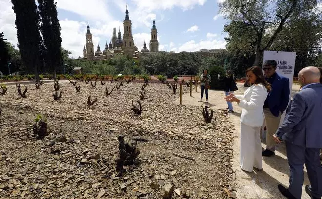 Zaragoza, capital del brindis: llega el Festival Internacional de la Garnacha